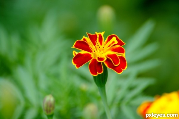 Red flower